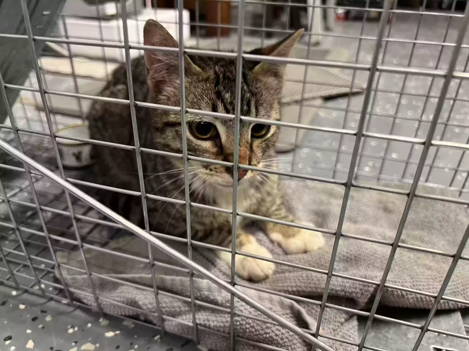 Found cat in Winchester, CA, 92596