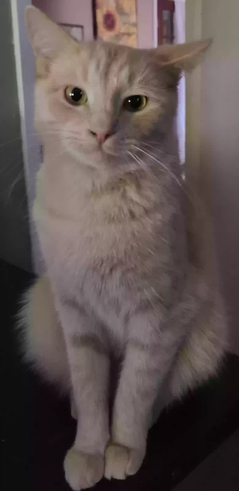 Lost cat in Flintville, TN, 37335