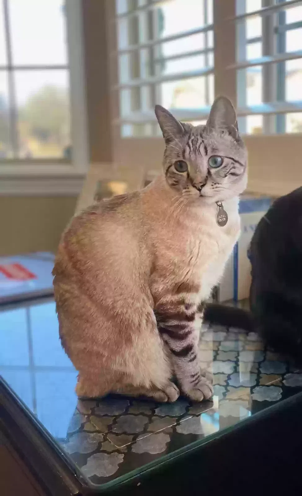 Lost cat in Clovis, CA, 93619