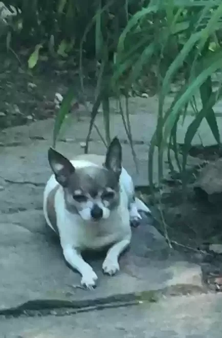 Lost dog in Watervliet, MI, 49098