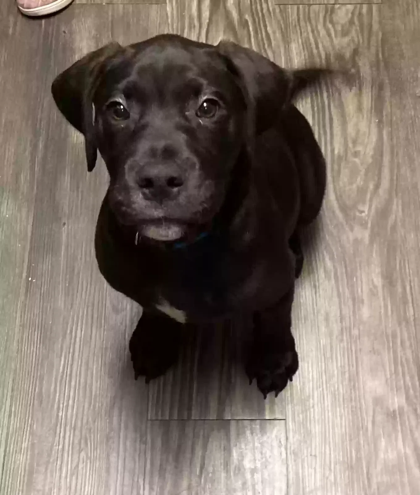 Lost dog in Brownsville, TX, 78521