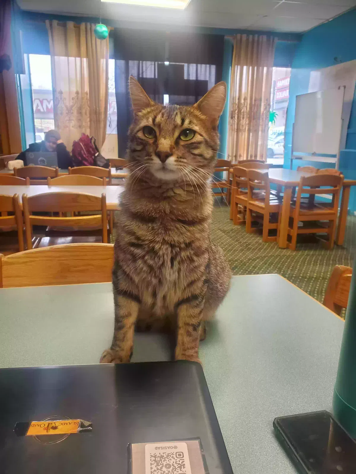 Lost cat in Chicago, IL, 60659