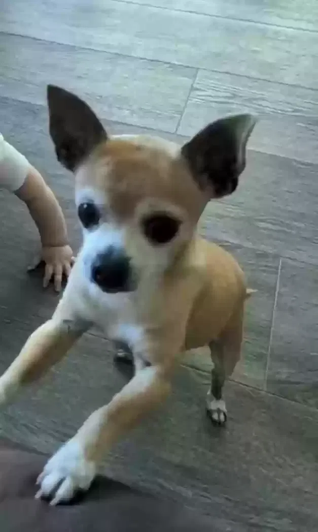 Lost dog in Escondido, CA, 92026