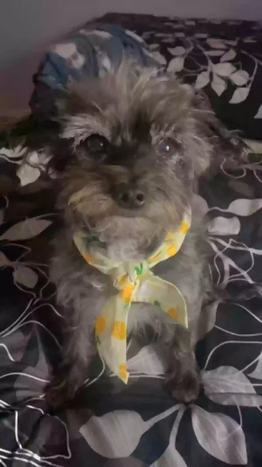 Lost dog in El Paso, TX, 79934
