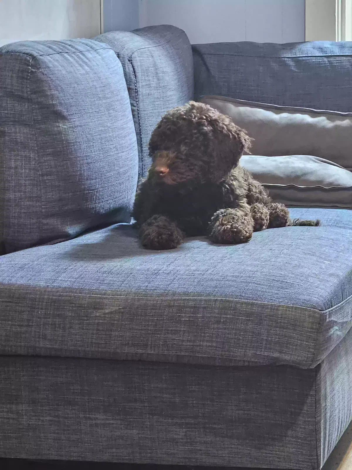 Lost dog in Old Hickory, TN, 37138