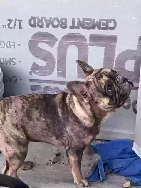 Lost dog in Las Vegas, NV, 89115