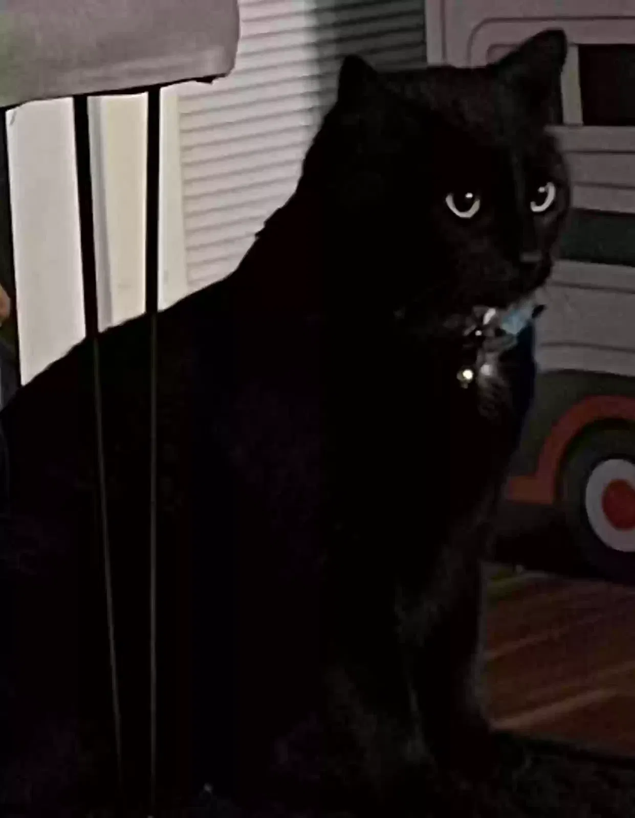 Lost cat in Tinley Park, IL, 60487