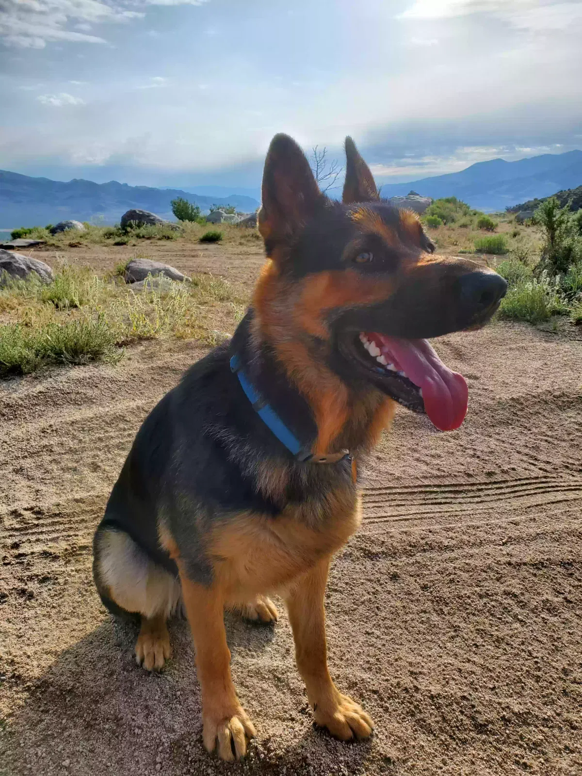 Lost dog in Sun Valley, NV, 89433