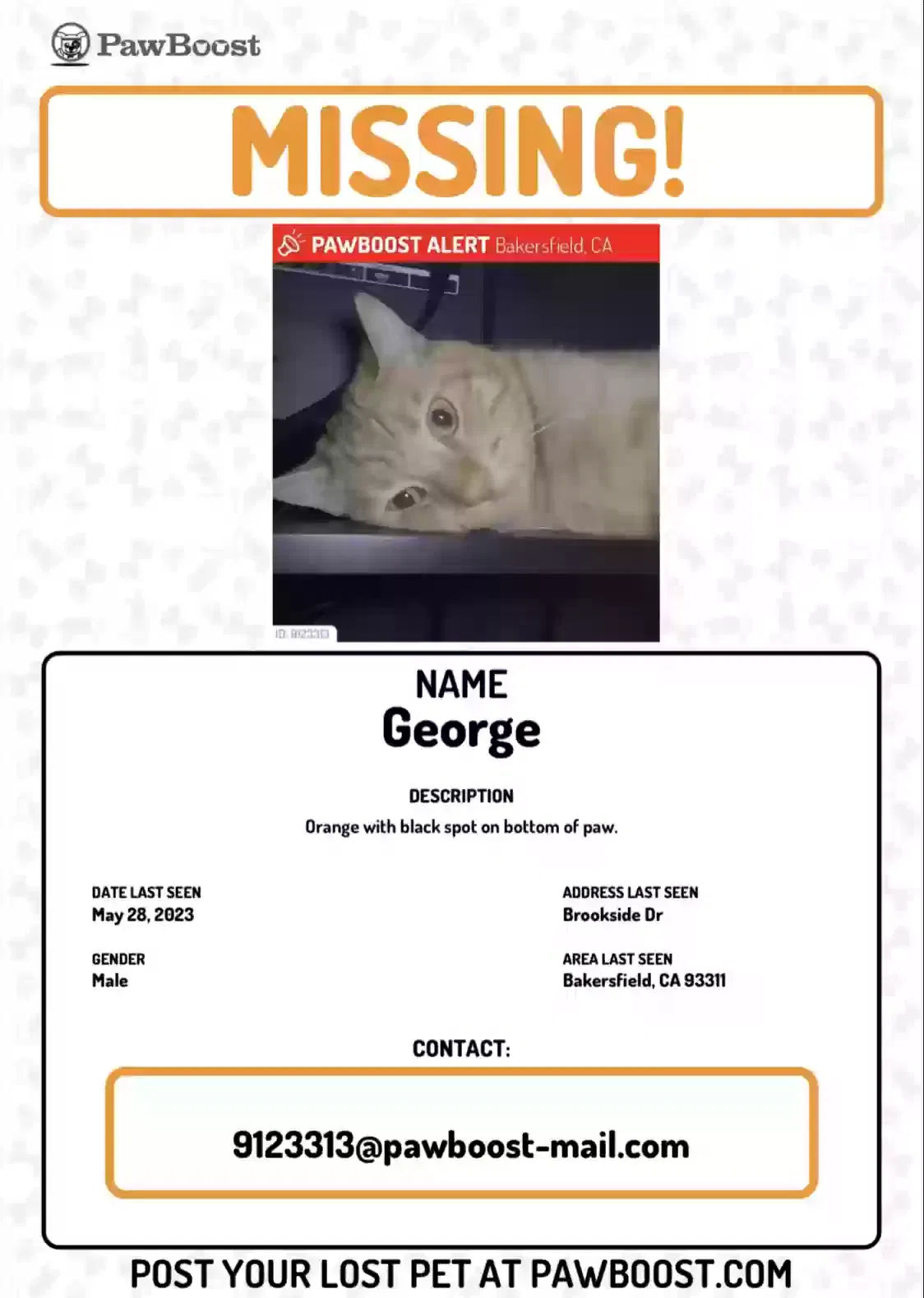 Lost cat in Bakersfield, CA, 93311
