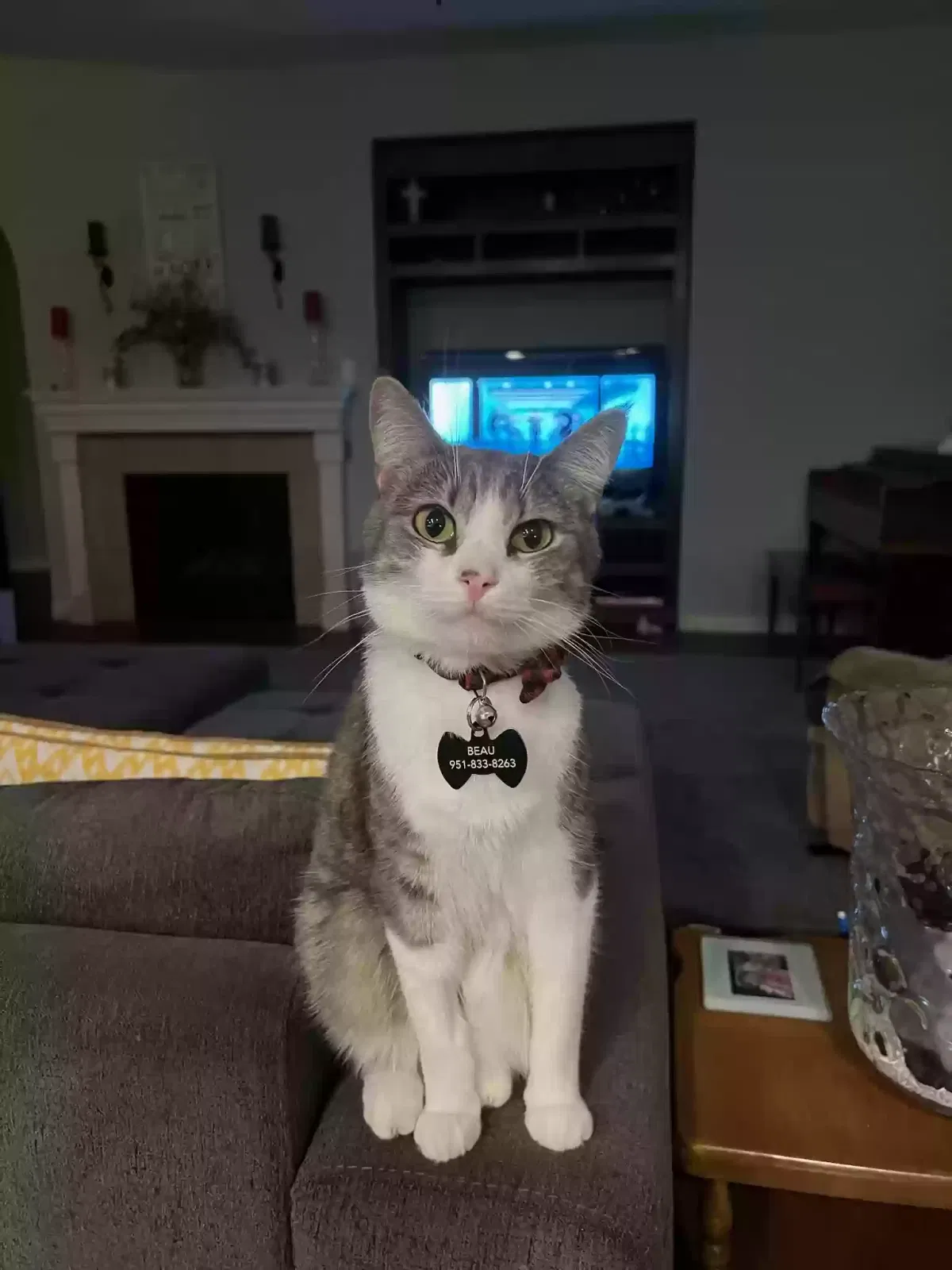 Lost cat in Sun City, CA, 92585