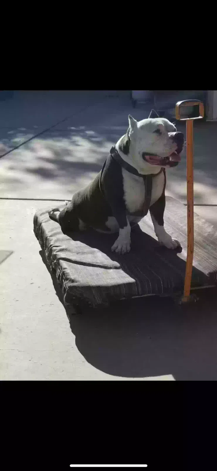 Lost dog in El Mirage, AZ, 85335