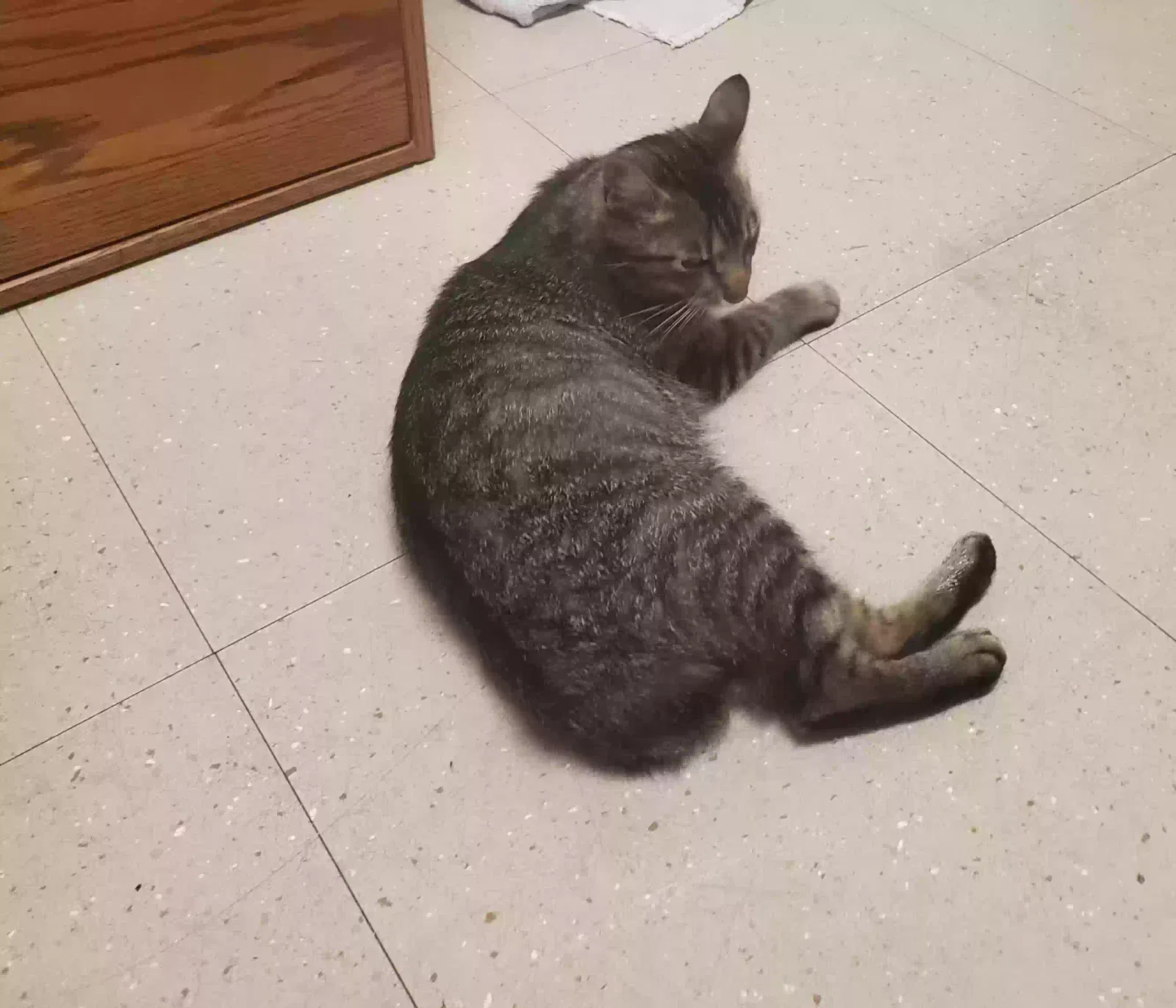 Lost cat in Danville, KY, 40422