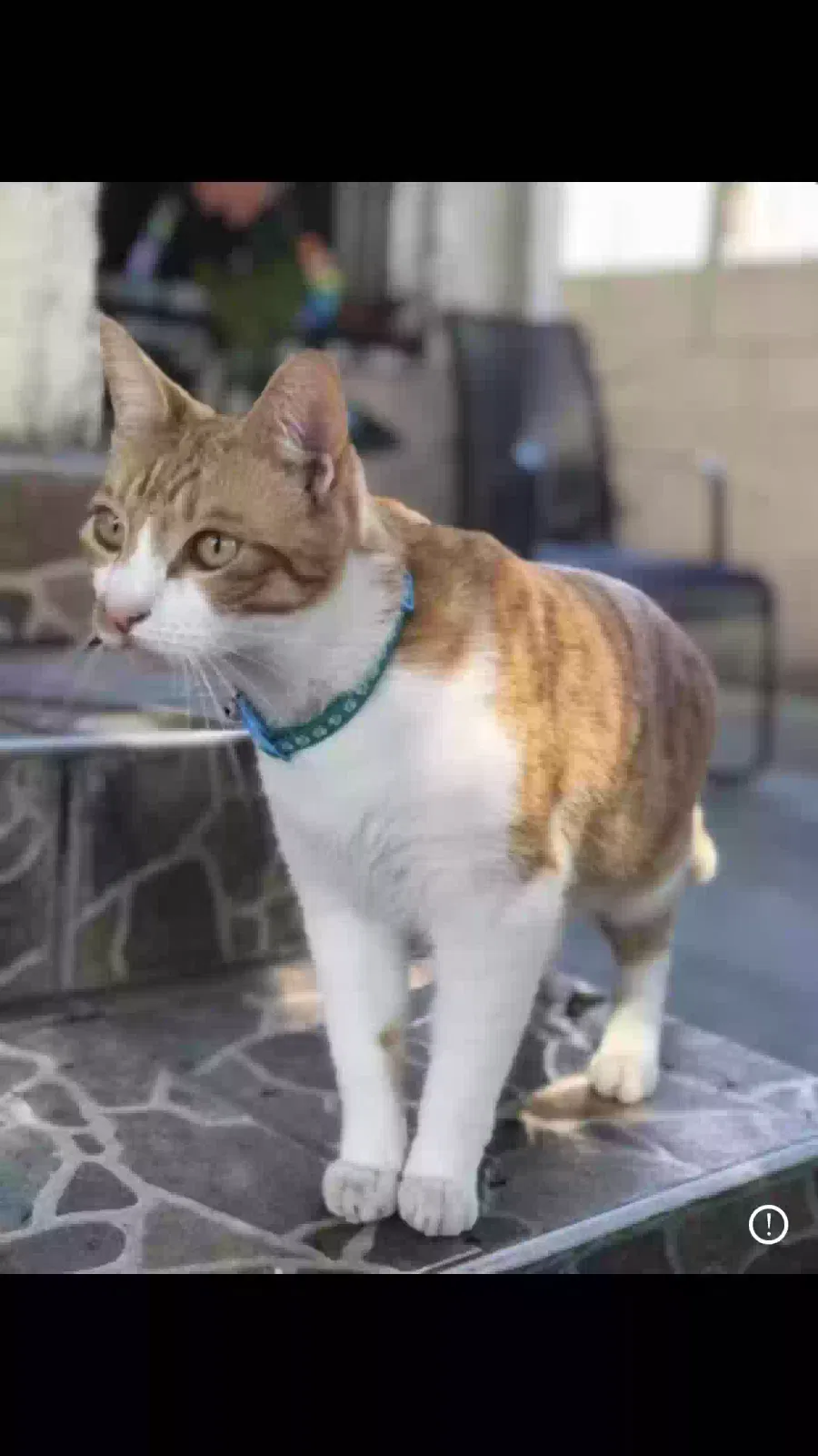 Lost cat in Los Angeles, CA, 90011