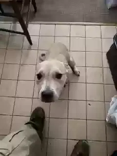 Found dog in Tuxedo Park, NY, 10987