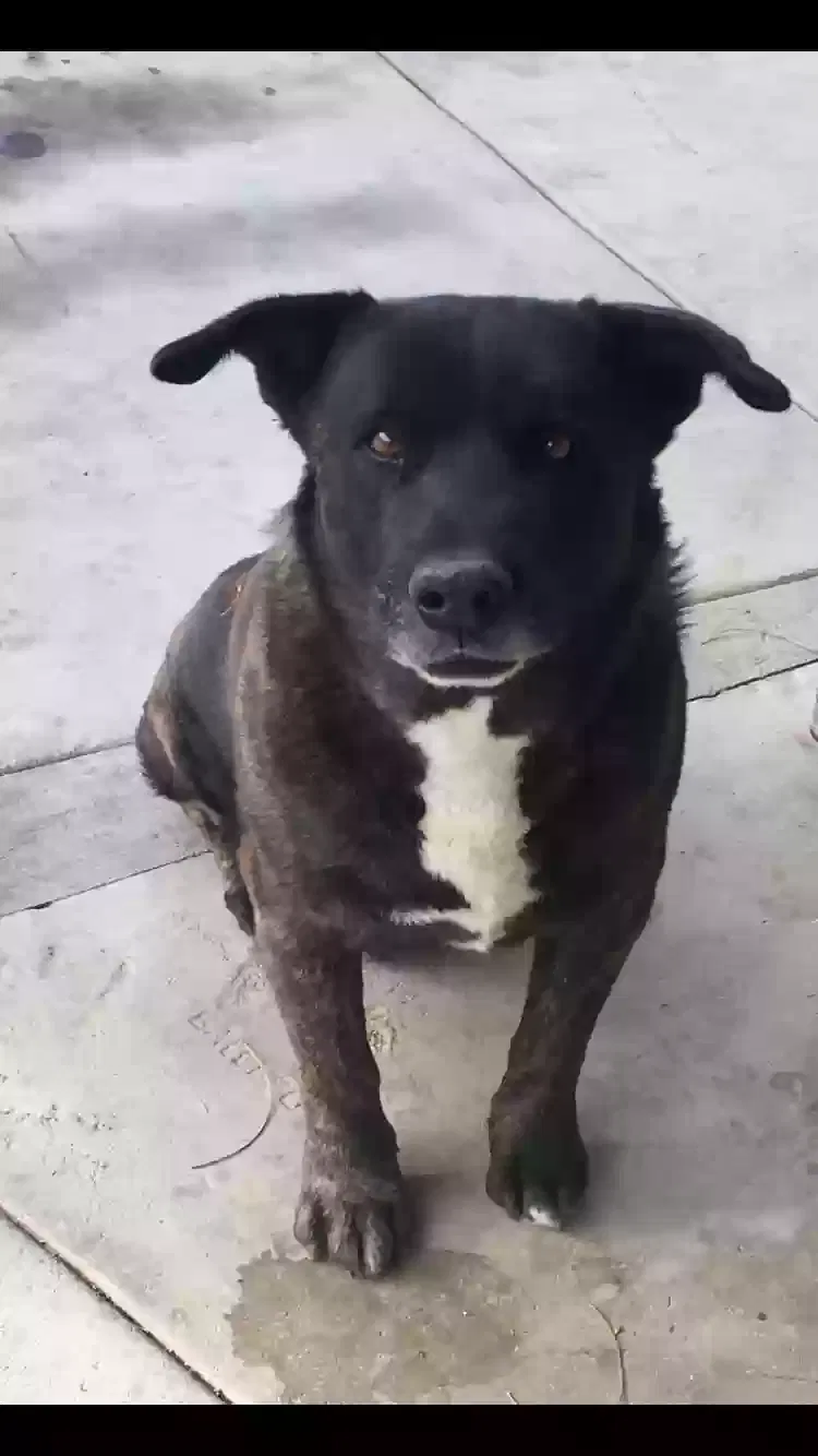 Lost dog in Palmdale, CA, 93550