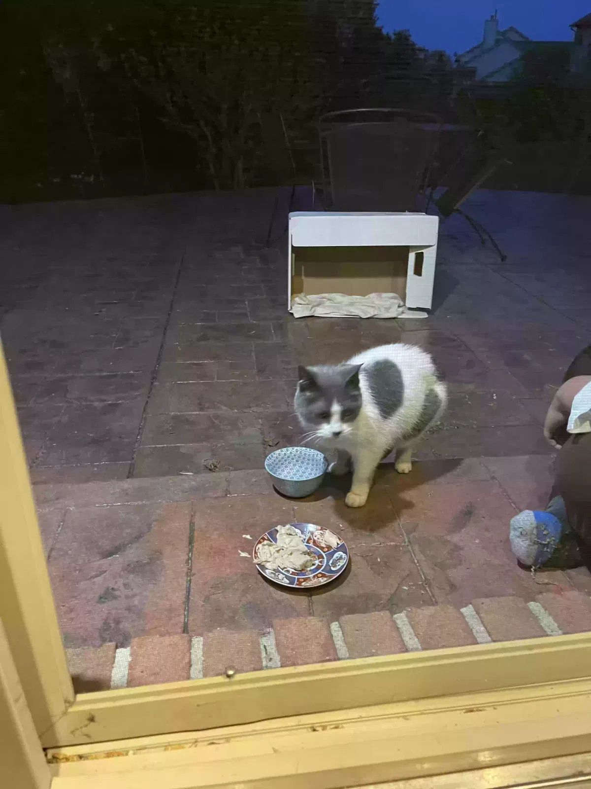 Found cat in Canton, MI, 48188