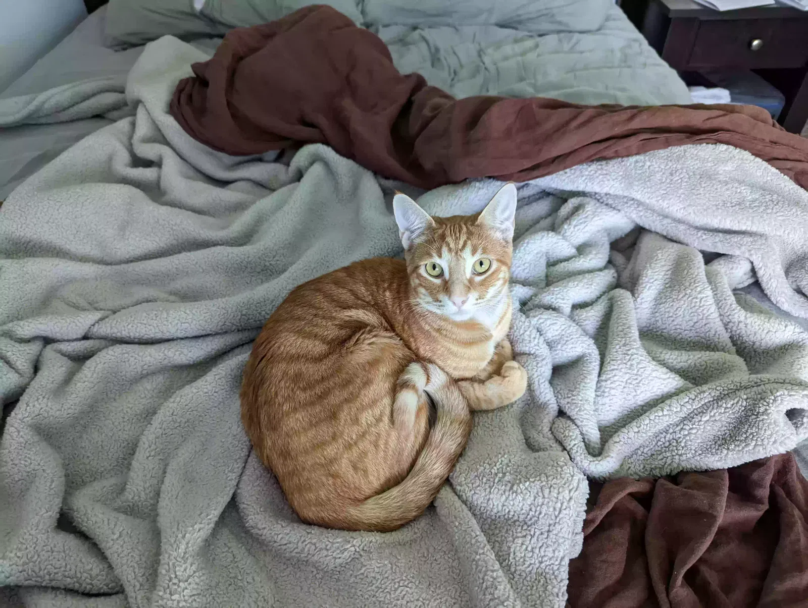 Lost cat in Ann Arbor, MI, 48103