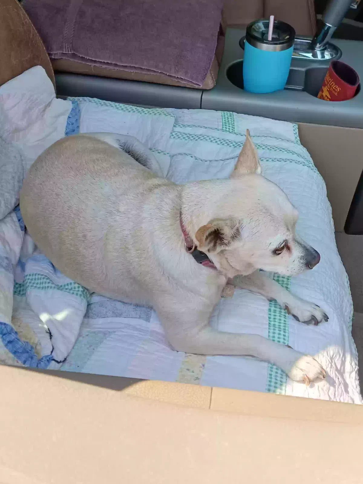 Found dog in North Richland Hills, TX, 76182
