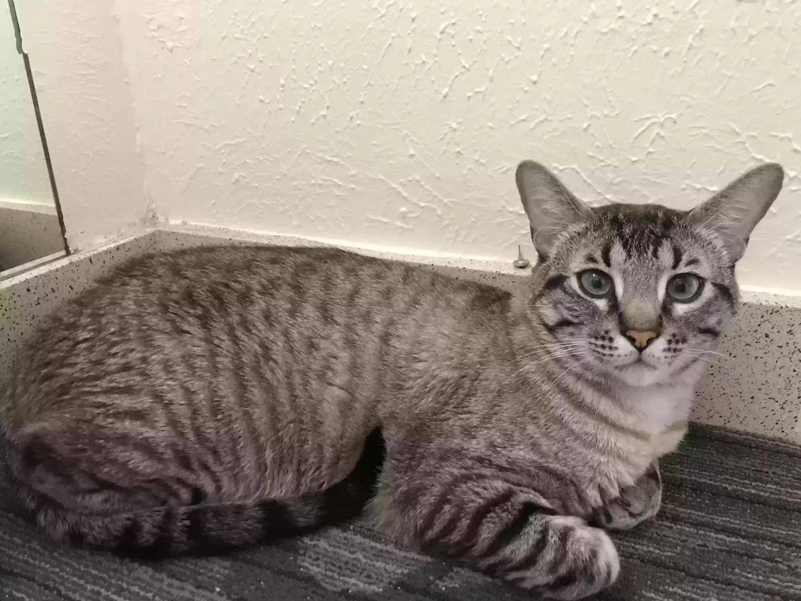 Lost cat in Dallas, TX, 75231