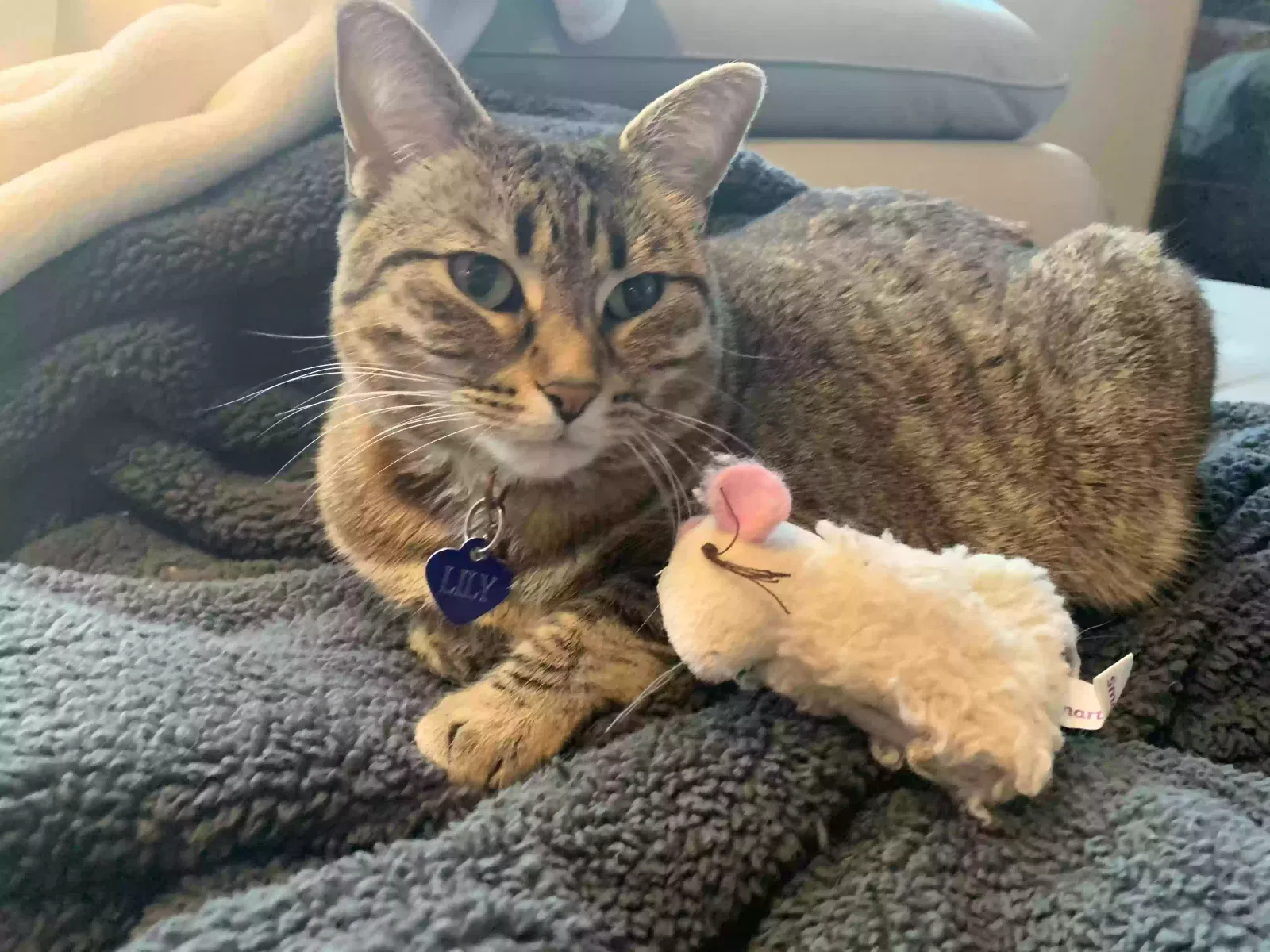 Lost cat in Las Vegas, NV, 89129