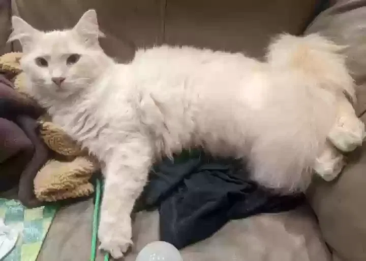 Lost cat in Louisville, KY, 40206