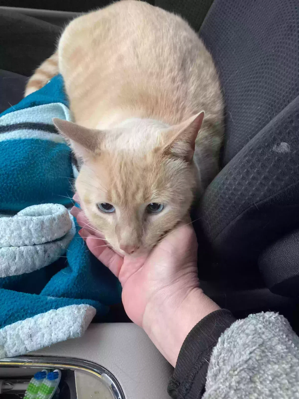 Lost cat in San Antonio, TX, 78221