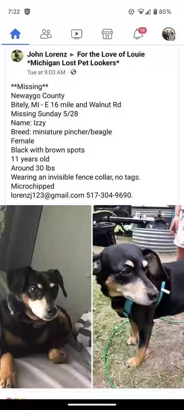 Lost dog in Unknown, MI, 0