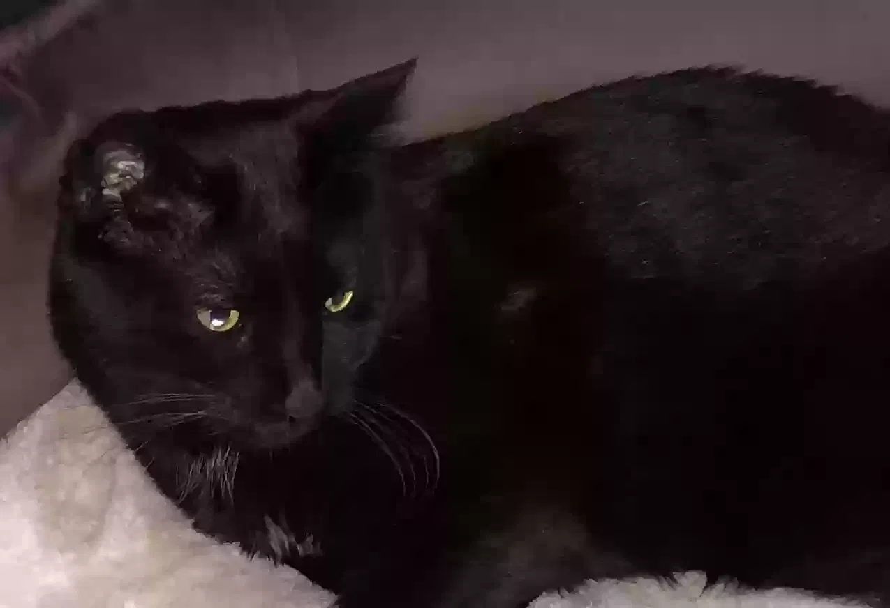 Lost cat in Lutherville Timonium, MD, 21093