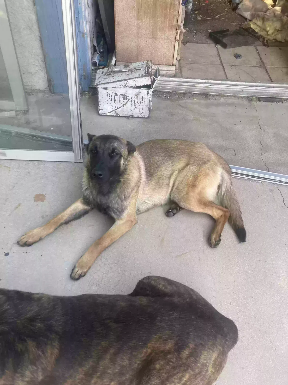 Found dog in Palmdale, CA, 93551