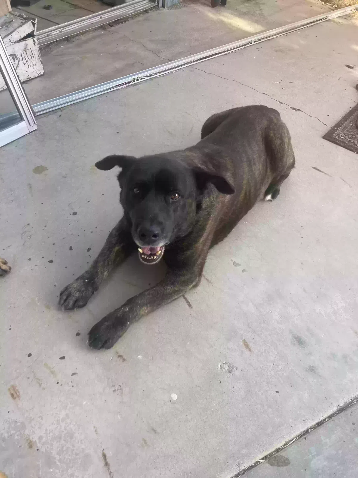 Found dog in Palmdale, CA, 93551