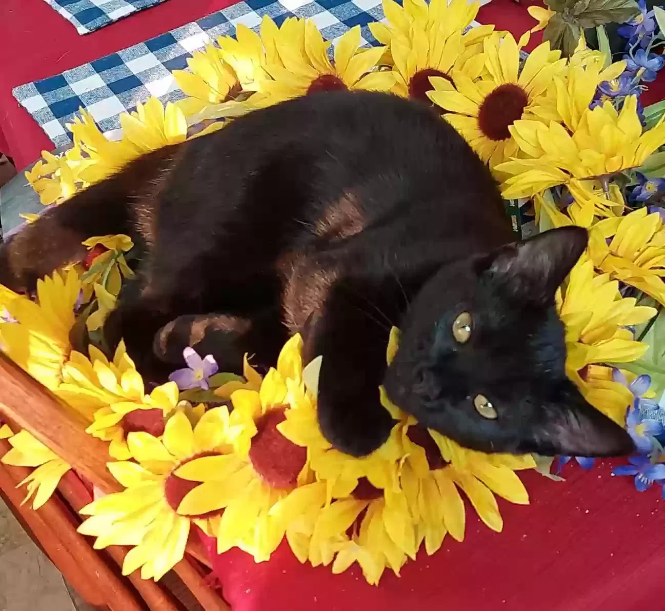 Lost cat in Concord, NC, 28027