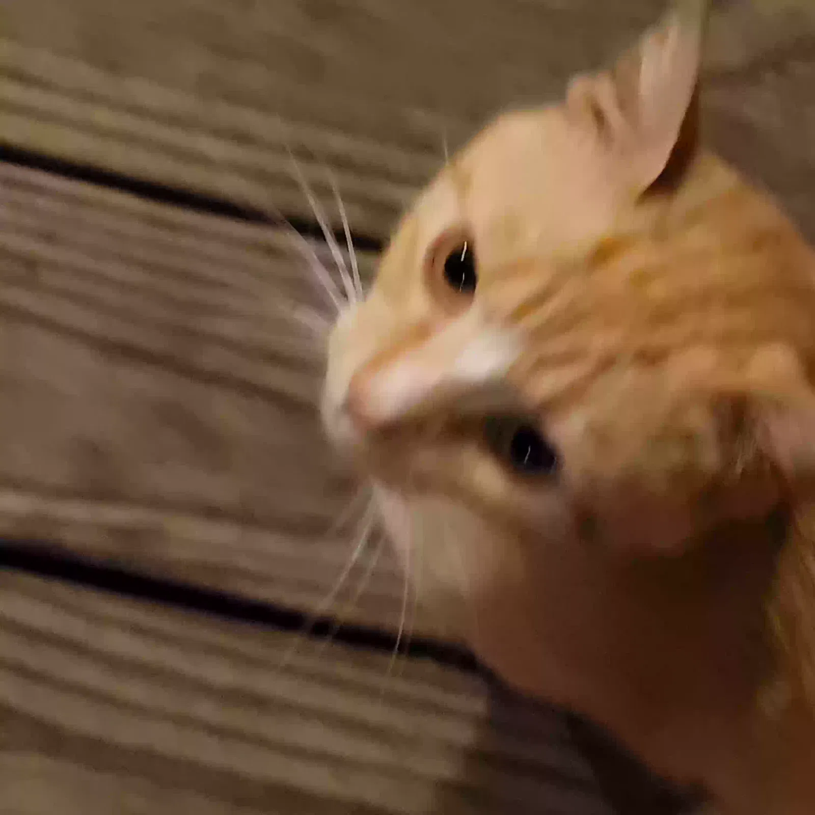 Found cat in Gadsden, AL, 35903