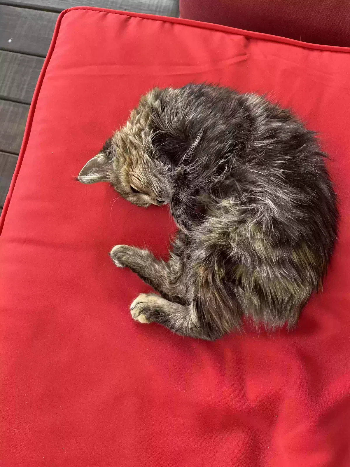 Found cat in Ooltewah, TN, 37363