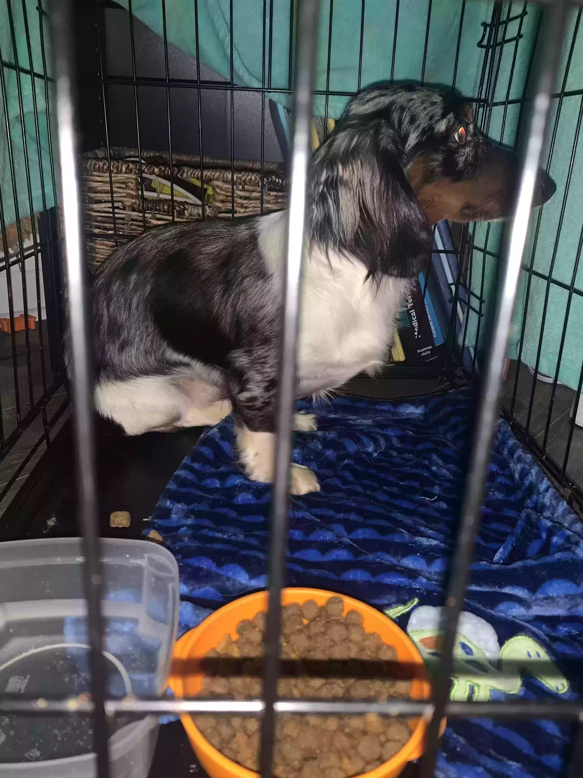 Lost dog in West Columbia, SC, 29170