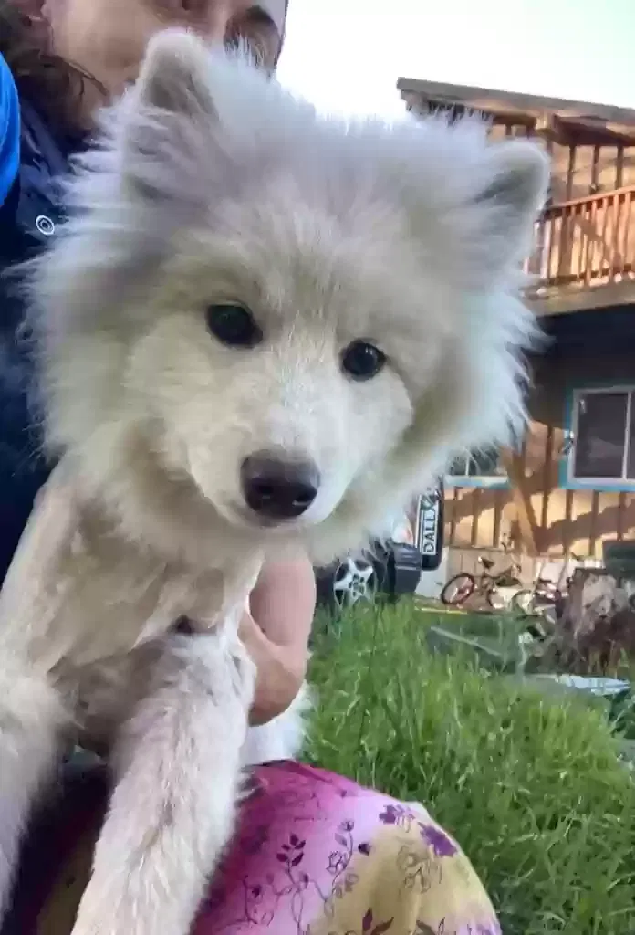 Lost dog in Unknown, OR, 0