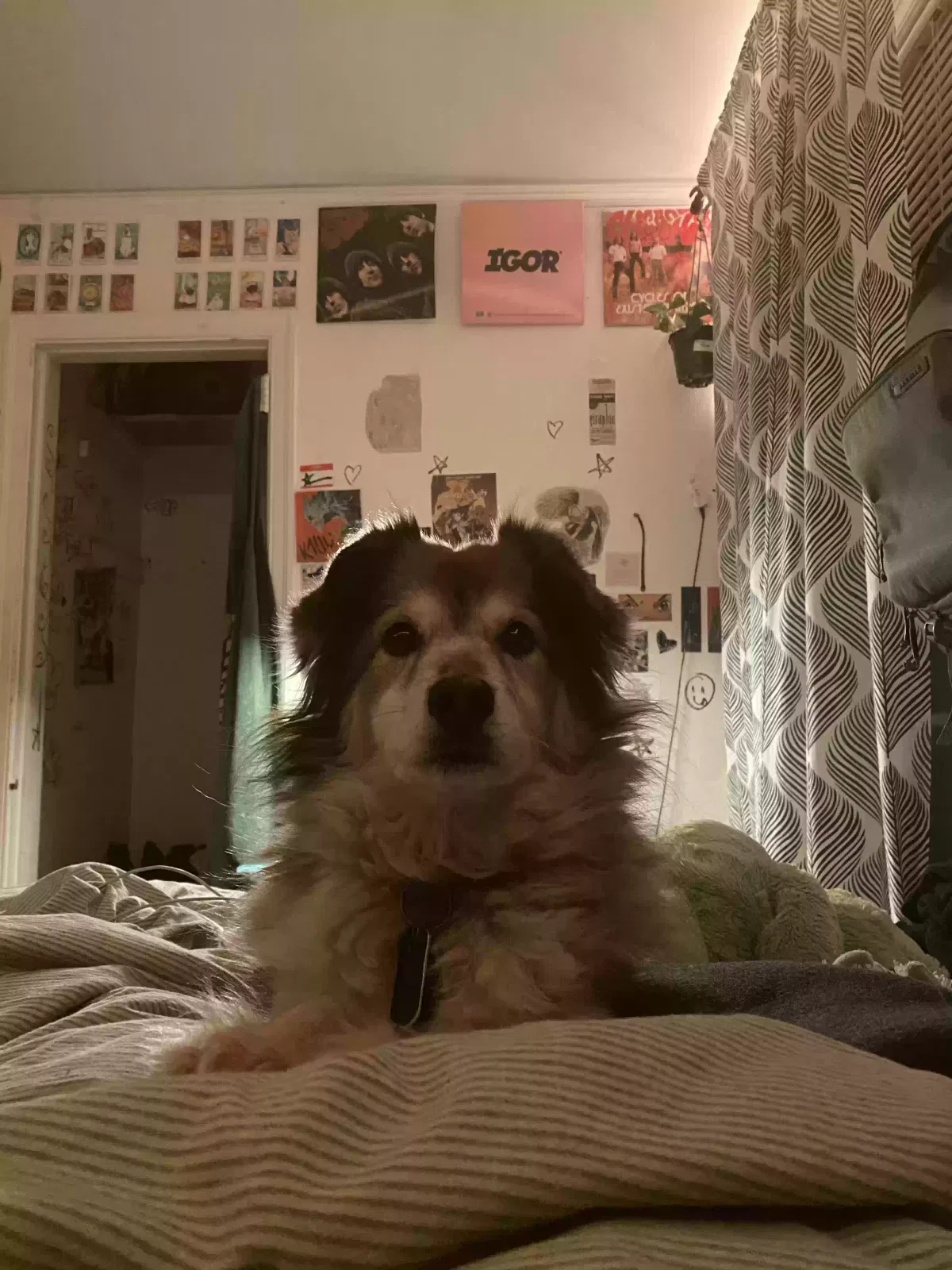 Lost dog in Atlanta, GA, 30334