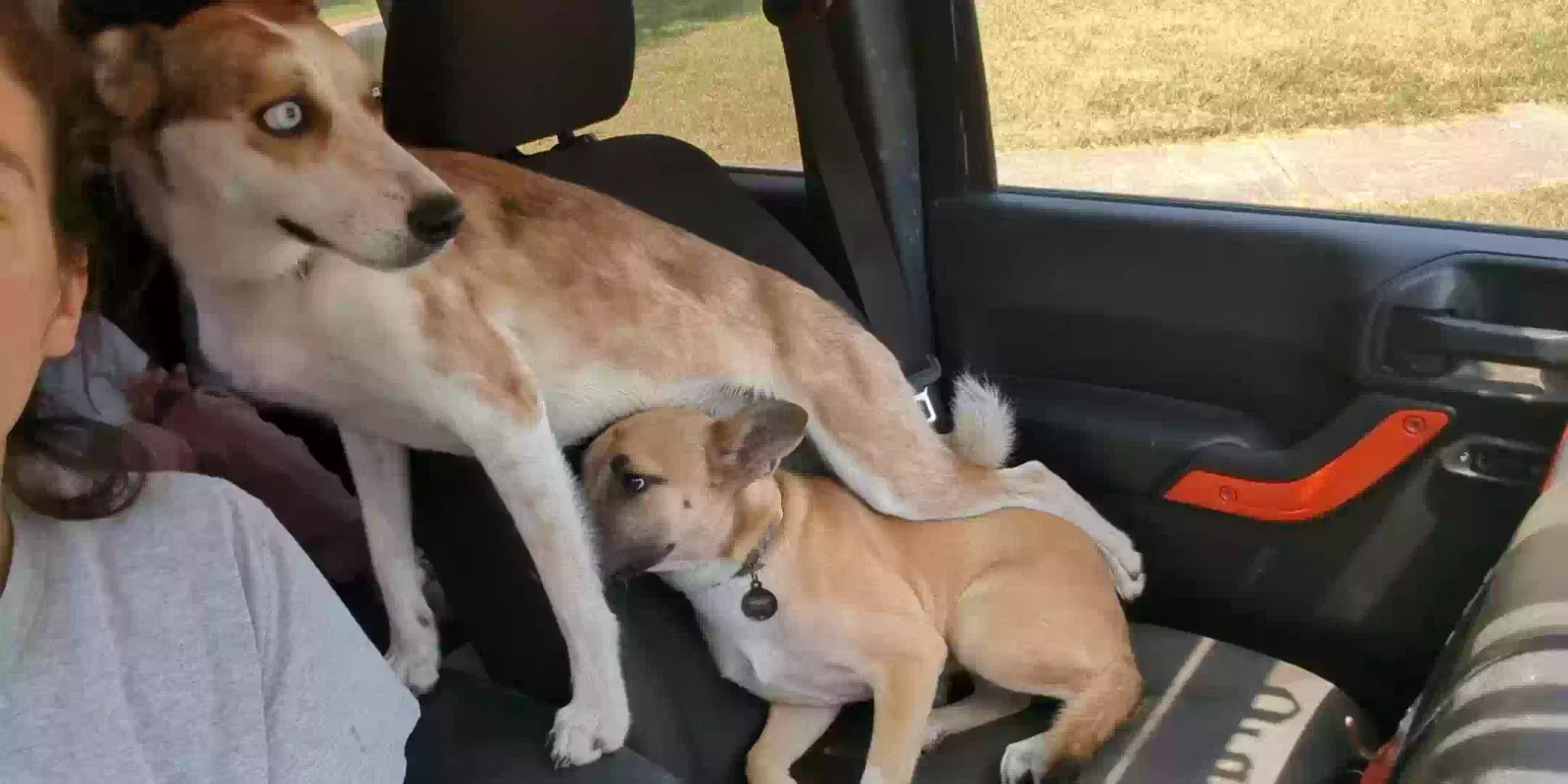 Lost dog in Houston, TX, 77084