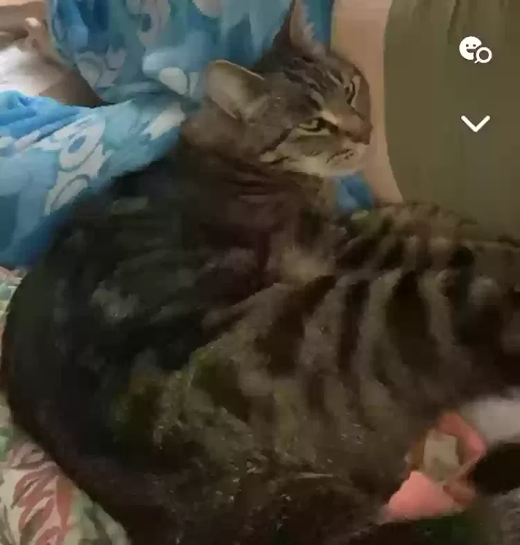 Lost cat in Vancouver, WA, 98661