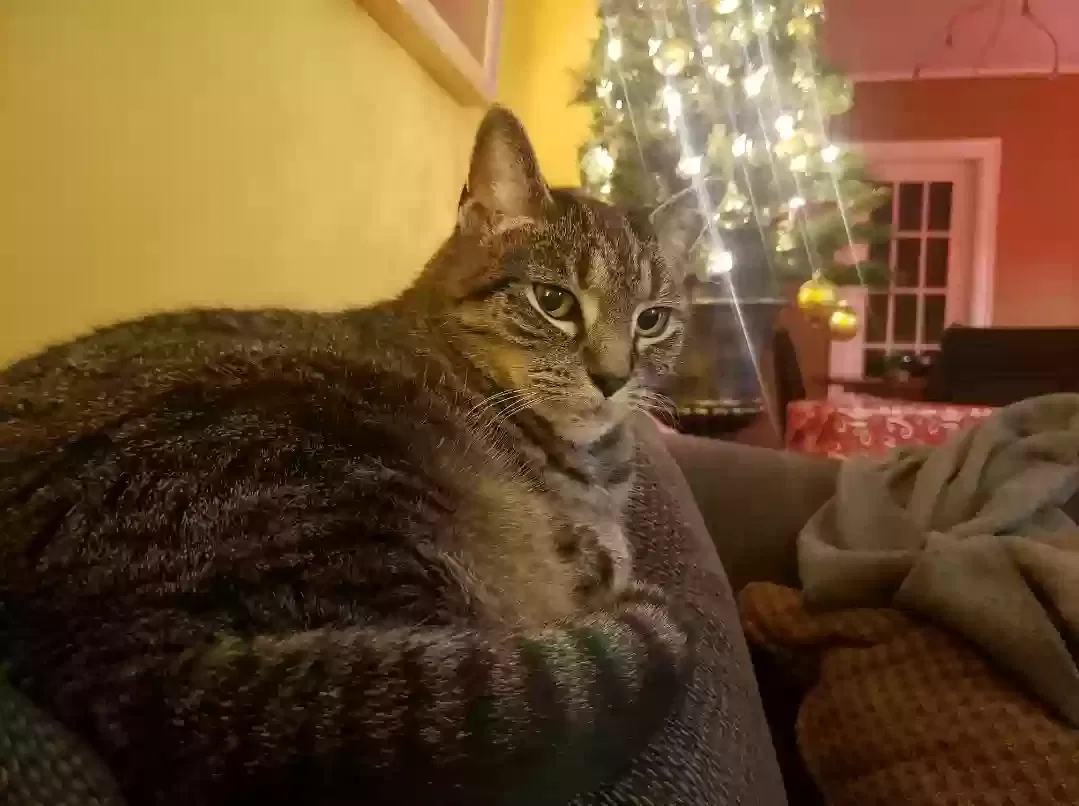 Lost cat in Charlotte, NC, 28203