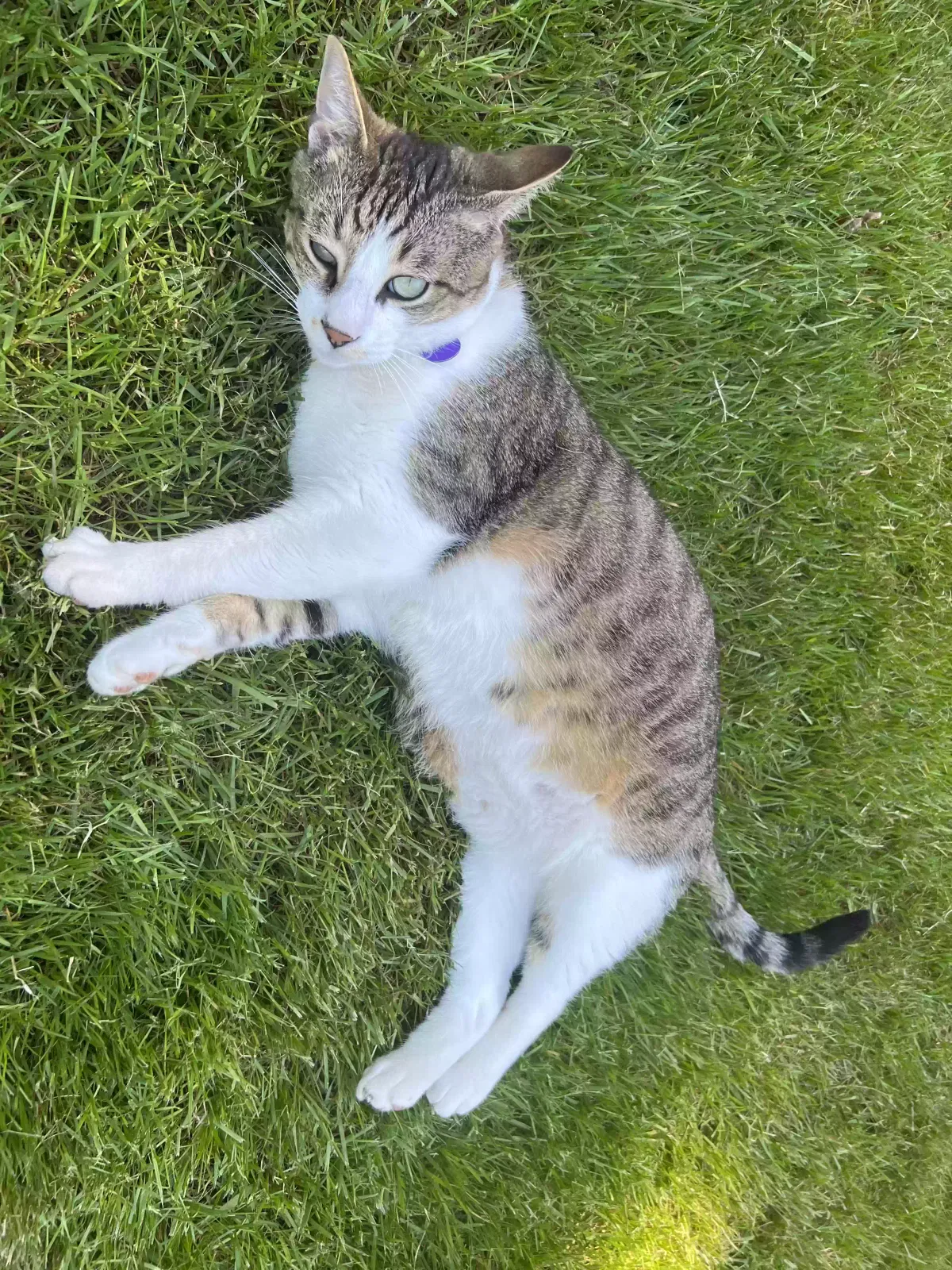 Lost cat in Ridgefield, WA, 98642