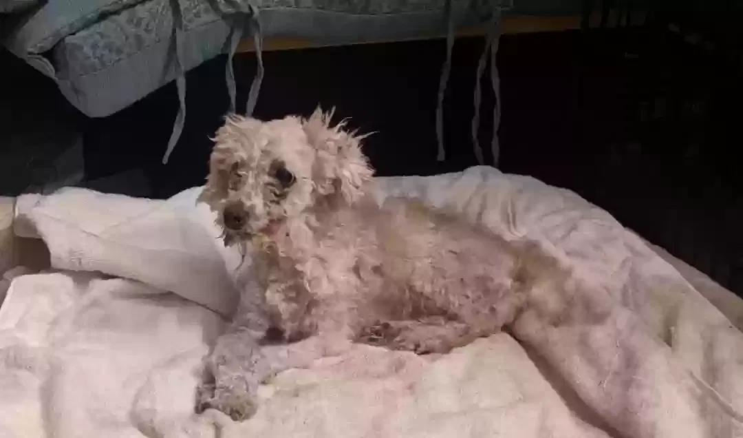 Lost dog in San Bernardino, CA, 92405