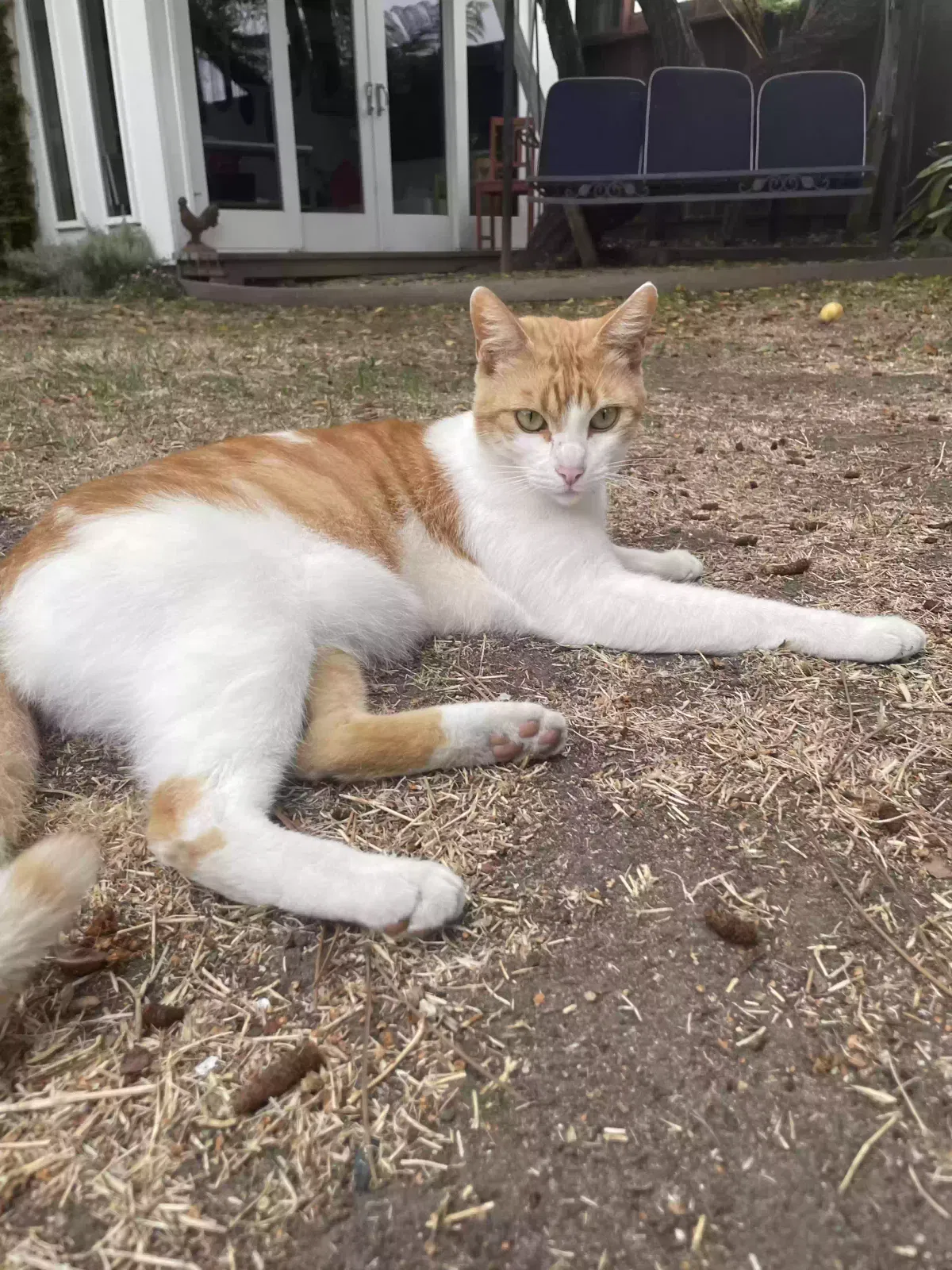 Lost cat in Santa Cruz, CA, 95060