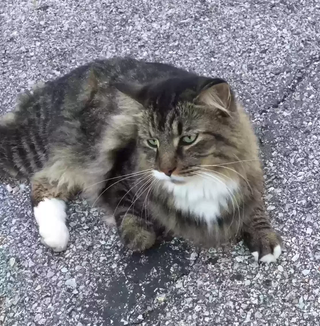 Lost cat in Saint Louis, MO, 63122