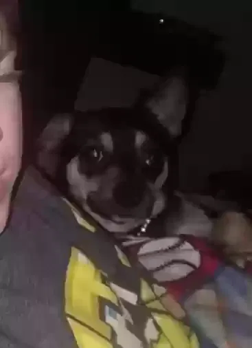 Lost dog in Arab, AL, 35016