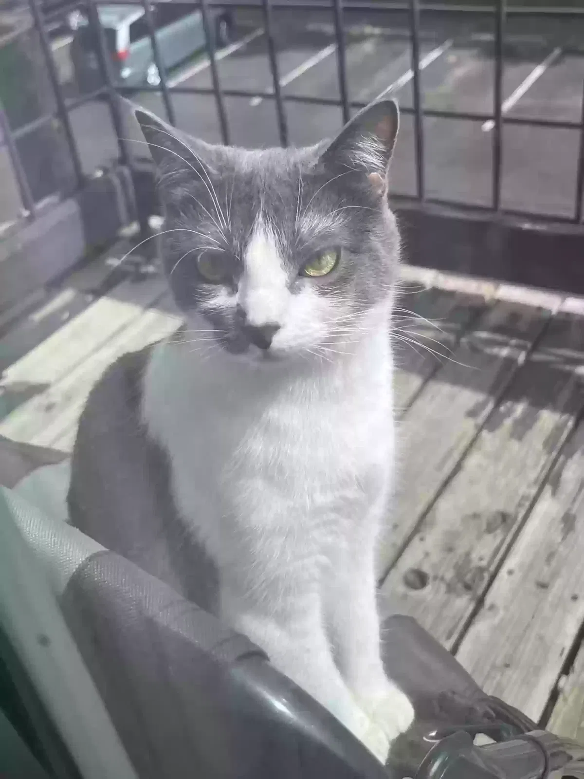Lost cat in Austin, TX, 78754