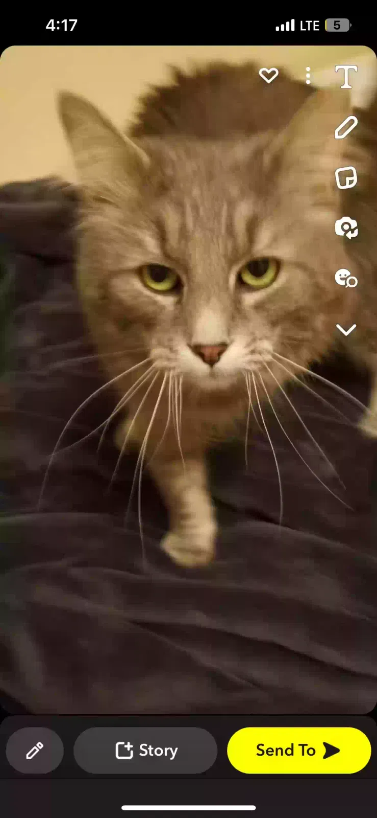 Lost cat in Johnstown, OH, 43031