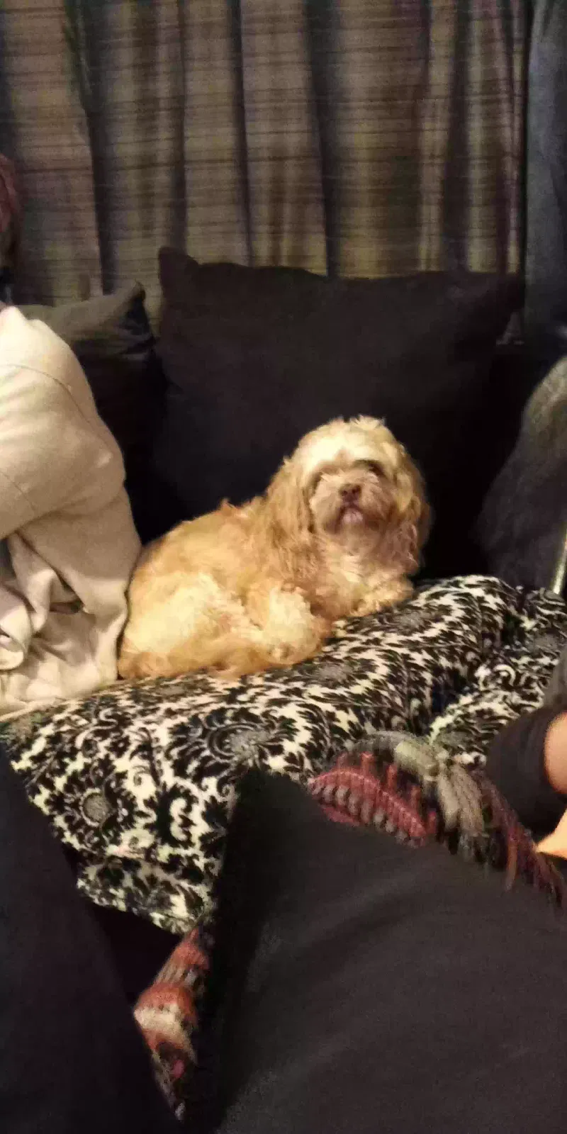 Lost dog in Chicago, IL, 60632