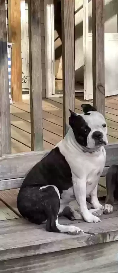 Lost dog in Round O, SC, 29474