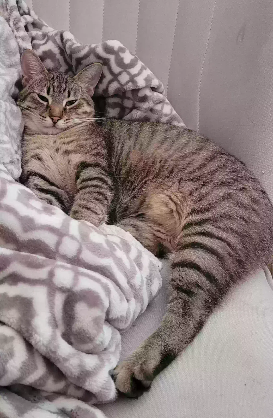 Lost cat in Mabelvale, AR, 72103