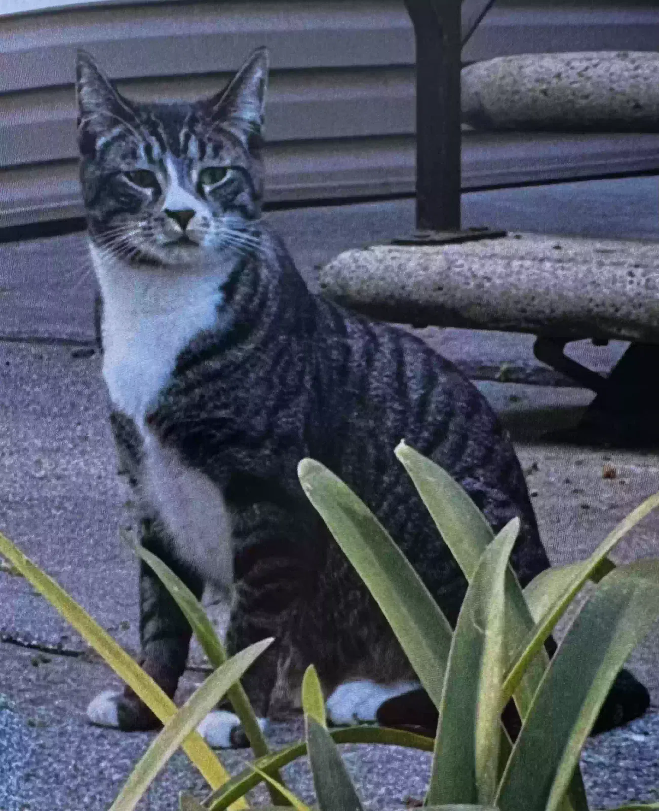 Lost cat in Roseville, CA, 95678